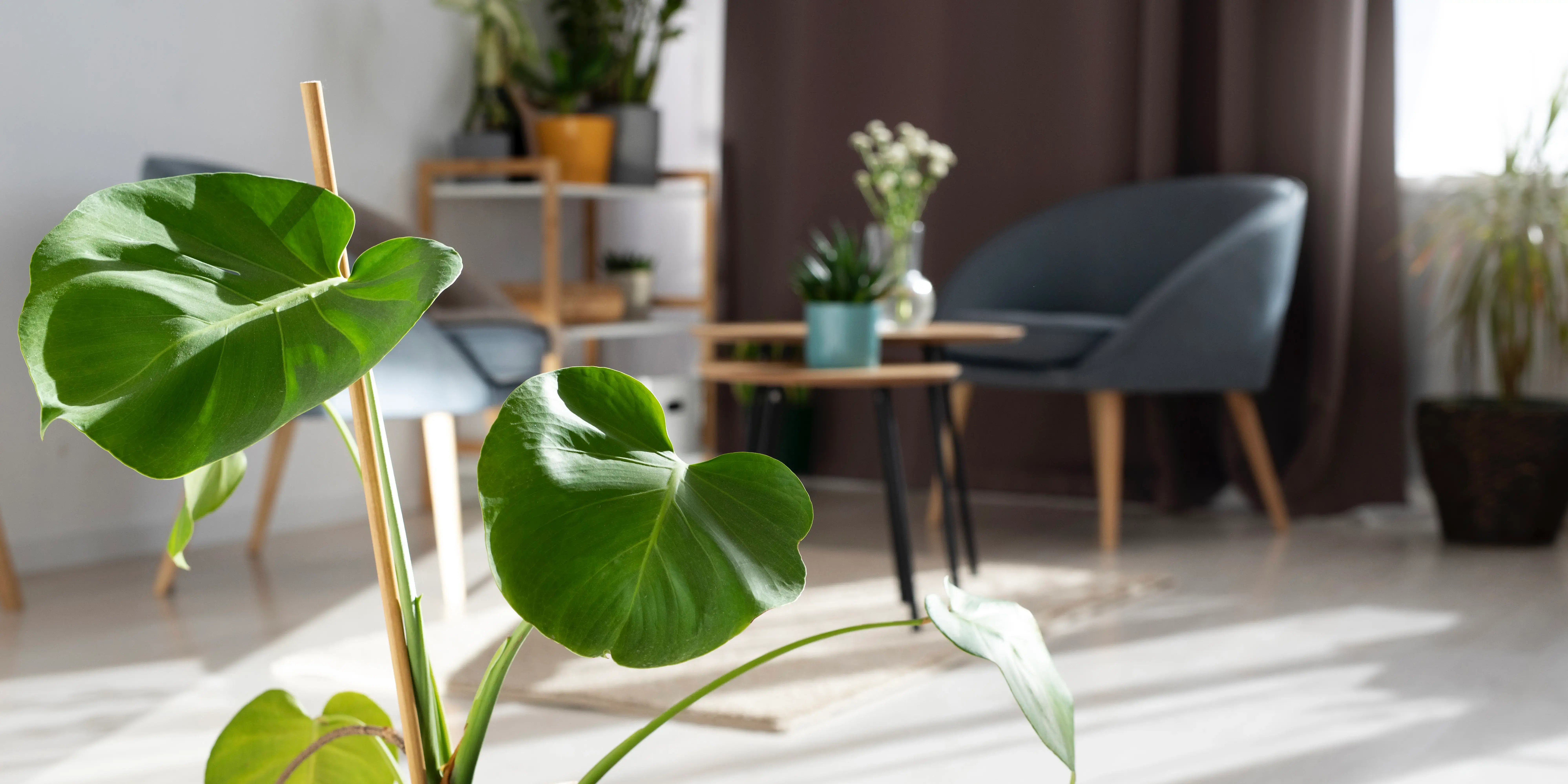 Macetas y plantas verdes. Plantas que purifican y aromatizan