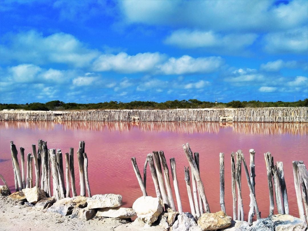 Lago rosado de sal en Yucatán. Hay árboles en el horizonte. El lago está cercado por varas de madera blanca. 