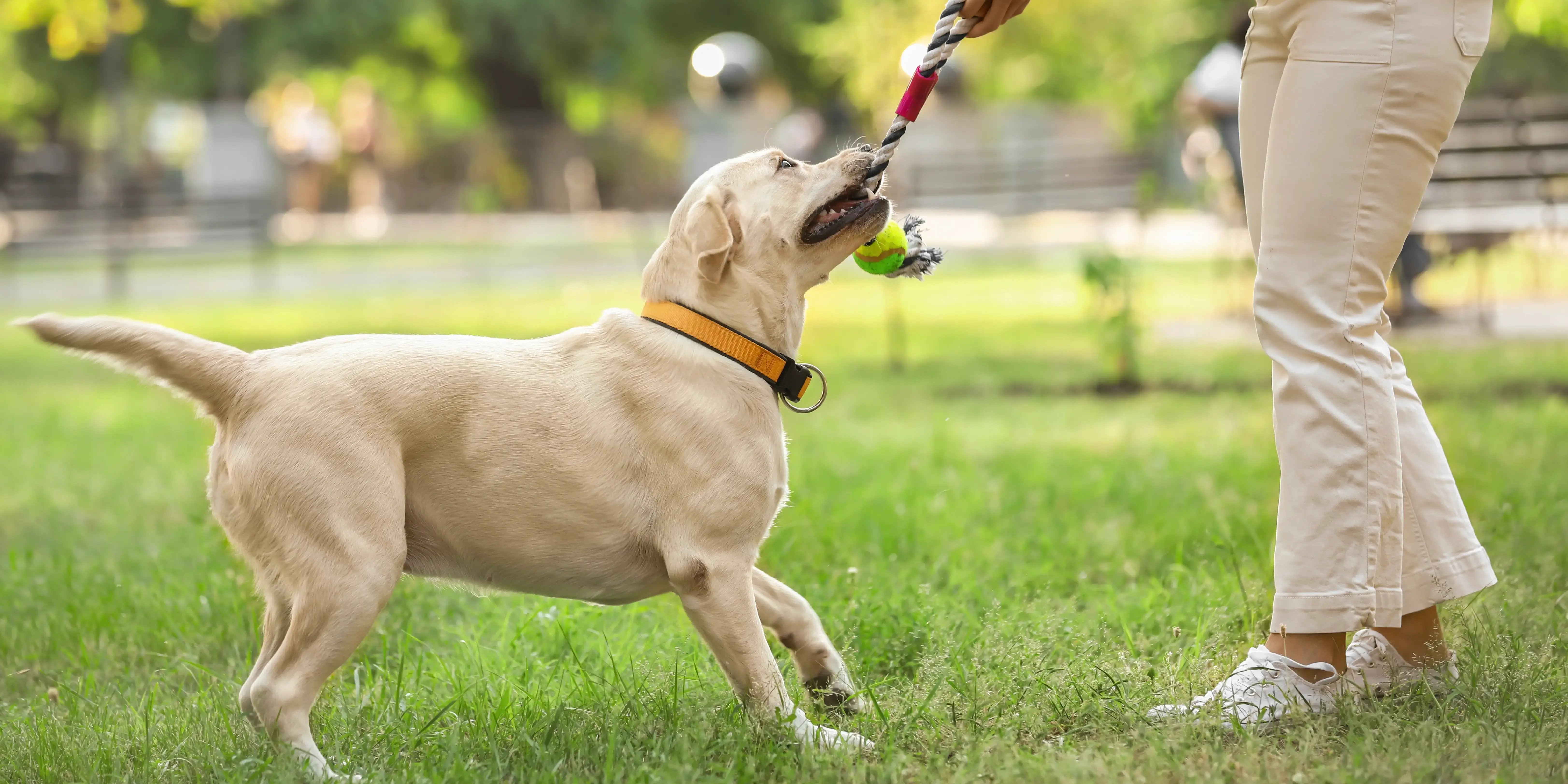 mujer jugando en el parque con un perro. día mundial del perro